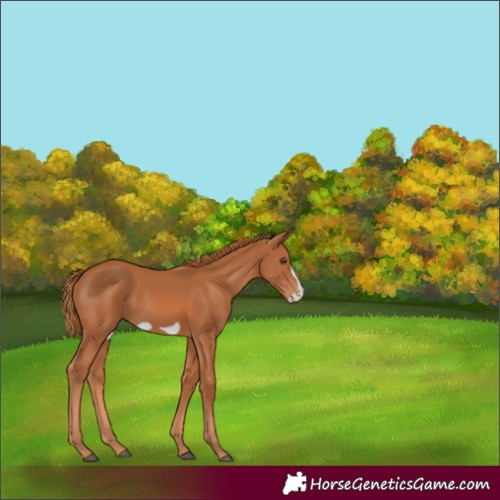 Horse Color:Chestnut Frame 