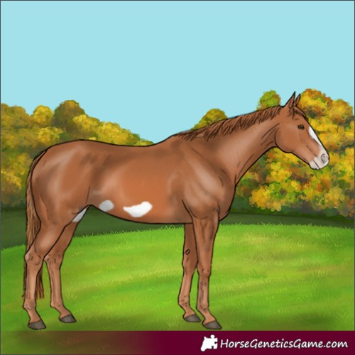 Horse Color:Chestnut Frame