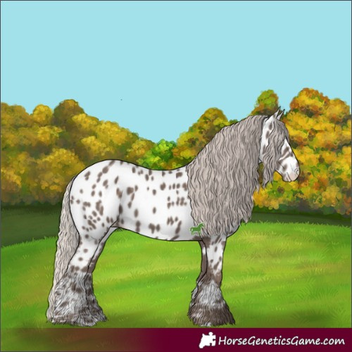 Horse Color:Silver Black Appaloosa 