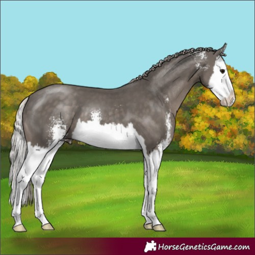 Horse Color:Silver Black Sabino Splash 