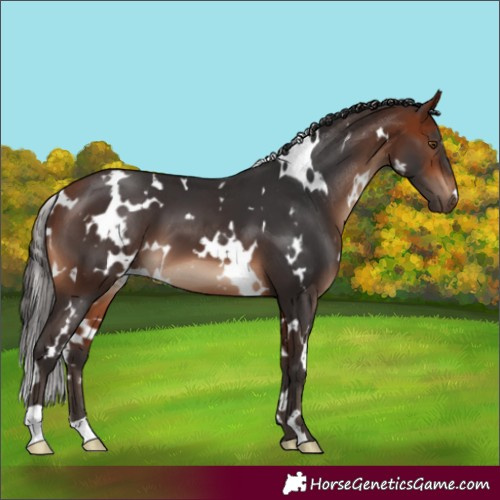 Horse Color:White Spotted Bay