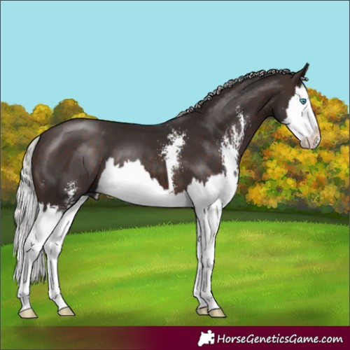 Horse Color:Silver Brown Sabino Splash