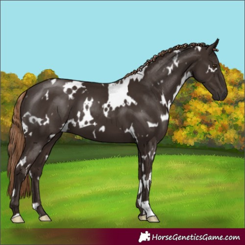 Horse Color:White Spotted Liver Chestnut