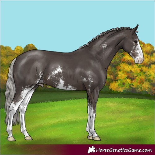 Horse Color:Silver Black Sabino 