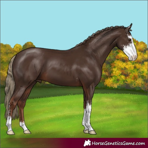 Horse Color:Liver Chestnut Sabino