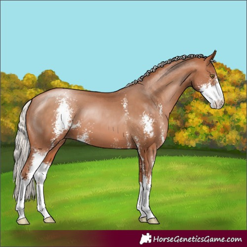 Horse Color:Silver Brown Pearl Sabino 