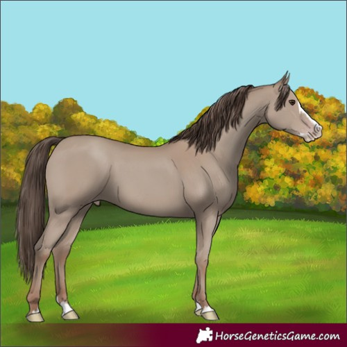 Horse Color:Classic Champagne Splash 