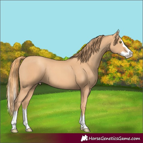 Horse Color:Gold Champagne Splash 