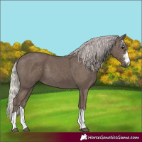 Horse Color:Silver Black 