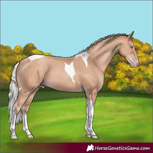 Horse Color:Silver Classic Champagne Tobiano