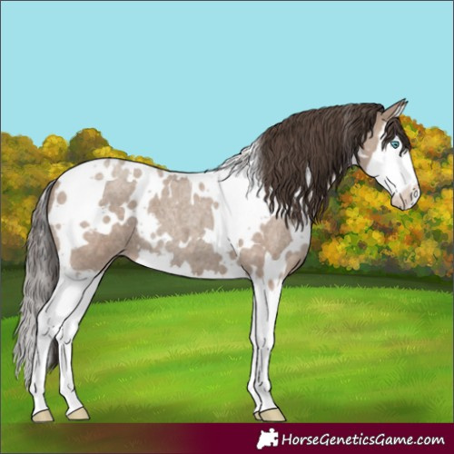Horse Color:White Spotted Classic Champagne Roan Splash 