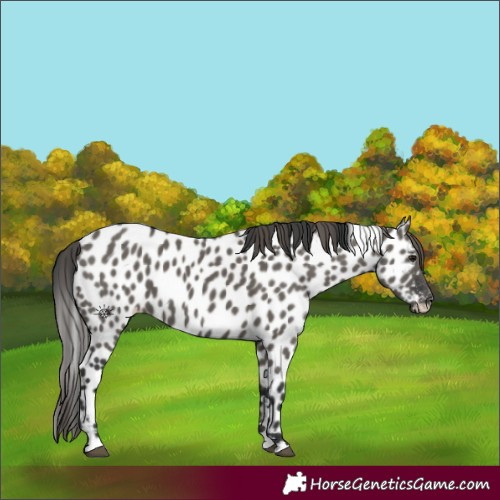 Horse Color:Grullo Appaloosa 
