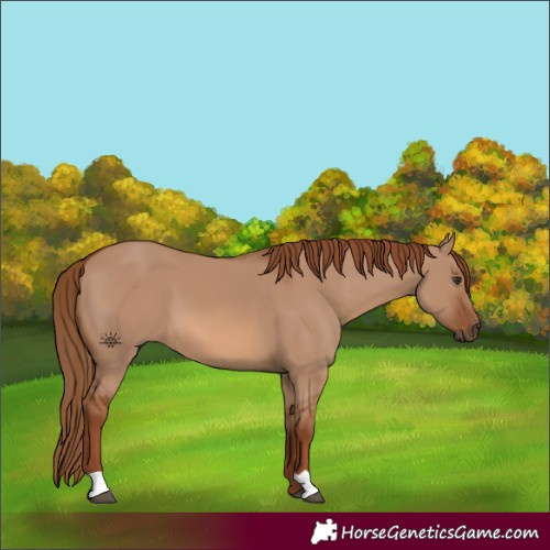 Horse Color:Red Dun