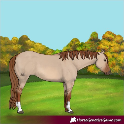 Horse Color:Red Dun 