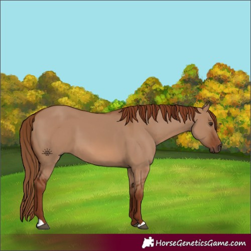 Horse Color:Red Dun