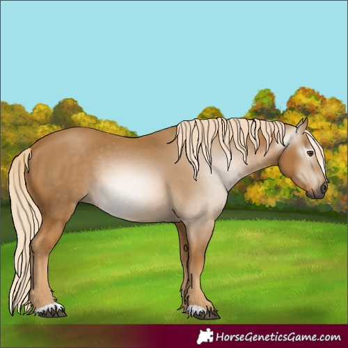 Horse Color:Gray Palomino 