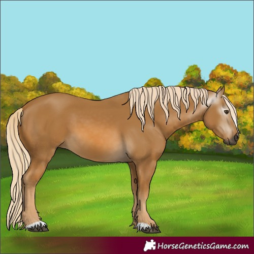 Horse Color:Gray Palomino