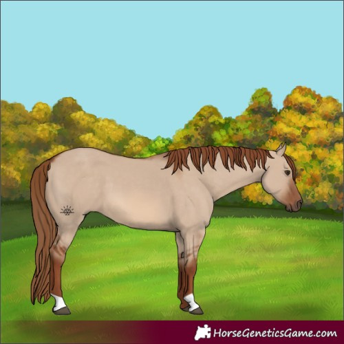 Horse Color:Red Dun