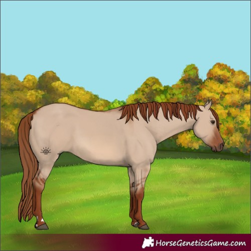 Horse Color:Red Dun