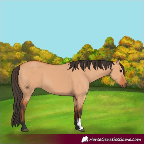 Horse Color:Bay Dun 