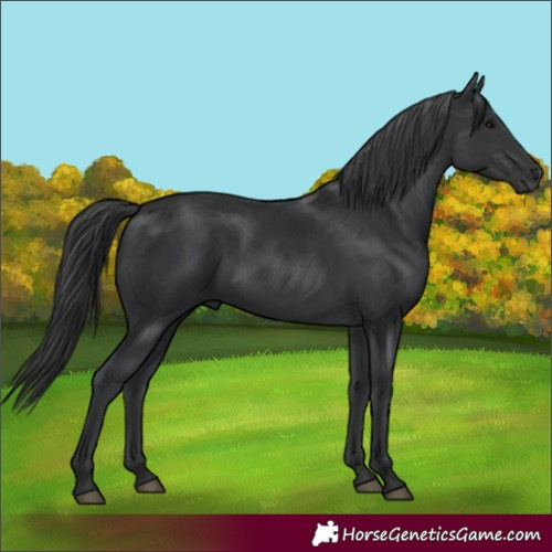 Horse Color:Black  and Black 