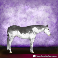 Horse Color:White Spotted Black Splash Appaloosa
