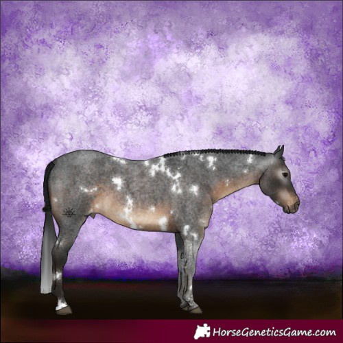 Horse Color:Gray White Spotted Brown Roan Appaloosa