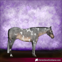 Horse Color:Gray White Spotted Brown Roan Appaloosa