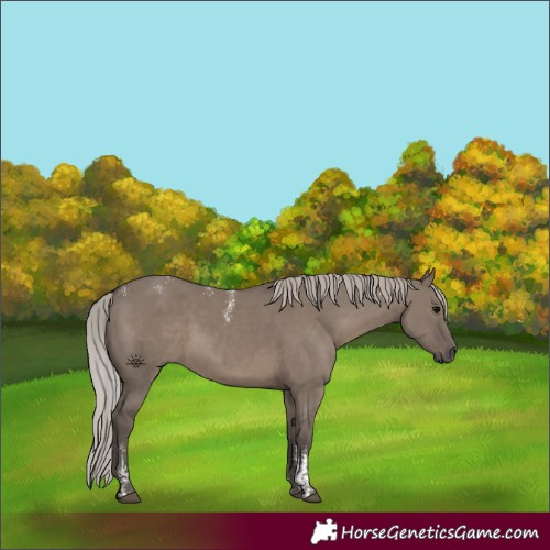 Horse Color:Powder White Silver Grullo