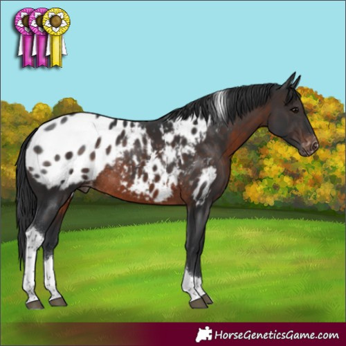 Horse Color:Brown Tobiano Appaloosa Rabicano