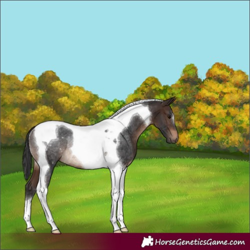Horse Color:Brown Tobiano Rabicano 