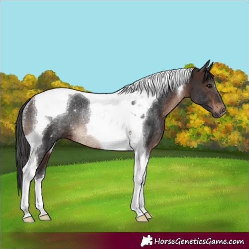 Horse Color:Brown Tobiano Rabicano 