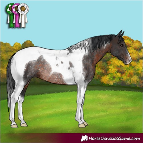 Horse Color:Brown Tobiano Rabicano 