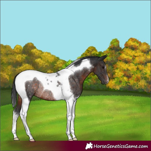 Horse Color:Brown Tobiano Rabicano 