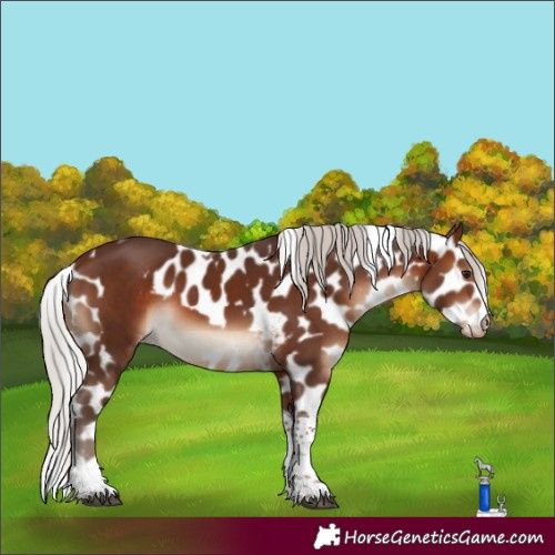 Horse Color:Silver Brown Tobiano Skewed Appaloosa Rabicano 
