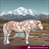 Horse Color:White Spotted Silver Brown Tobiano Skewed Appaloosa Rabicano 