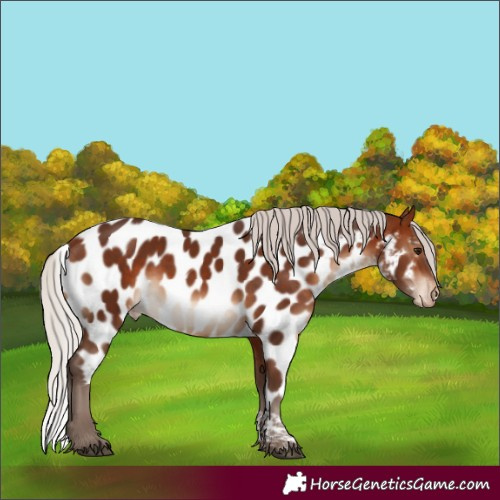Horse Color:Silver Brown Tobiano Skewed Appaloosa 