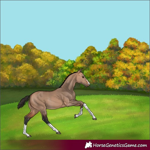 Horse Color:Bay Dun Rabicano 