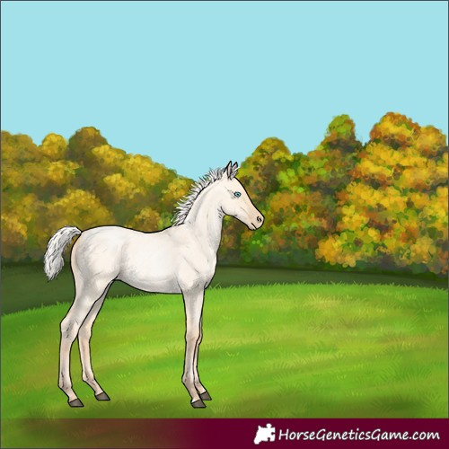 Horse Color:Silver Buckskin Roan Pearl Dun Rabicano 