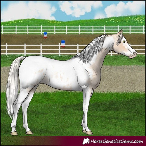 Horse Color:Silver Classic Champagne Roan Dun Splash Tobiano Frame Appaloosa Rabicano 
