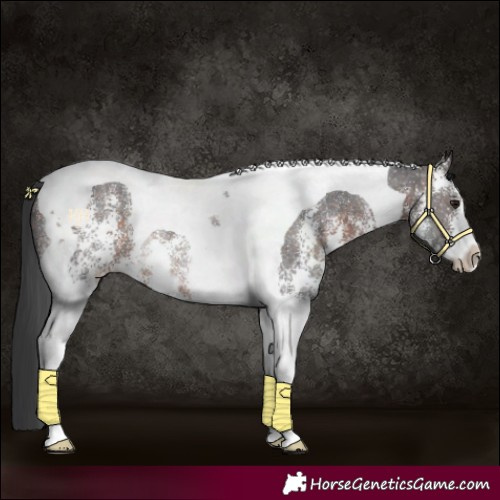 Horse Color:Brown Sabino Tobiano Rabicano
