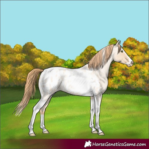 Horse Color:Gold Champagne Roan Dun Splash Tobiano Frame Appaloosa Rabicano 