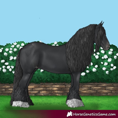 Horse Color:Black Appaloosa 