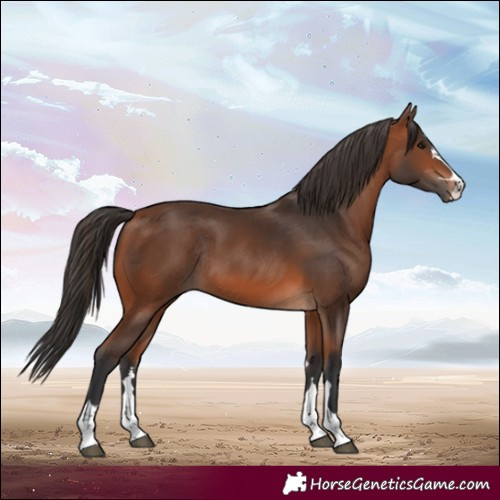 Horse Color:Bay Rabicano