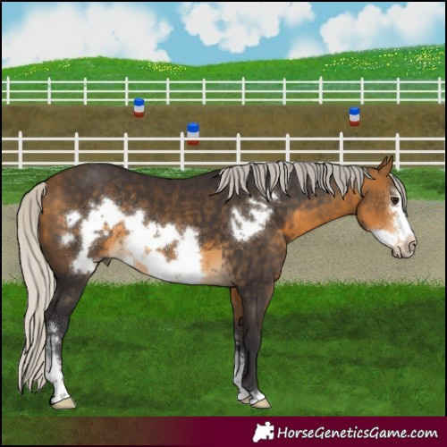 Horse Color:Silver Buckskin Sabino Frame Rabicano