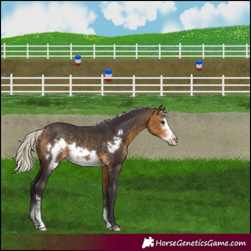 Horse Color:Silver Buckskin Sabino Frame Rabicano 