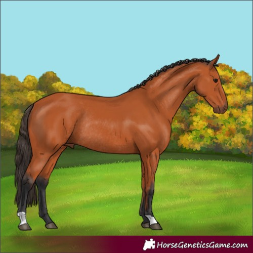 Horse Color:Bay Rabicano 
