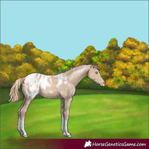 Horse Color:White Spotted Smoky Creme Tobiano Appaloosa 