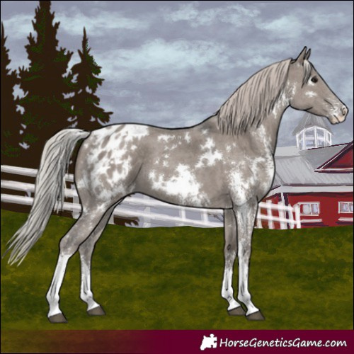 Horse Color:White Spotted Silver Grullo Sabino Appaloosa 