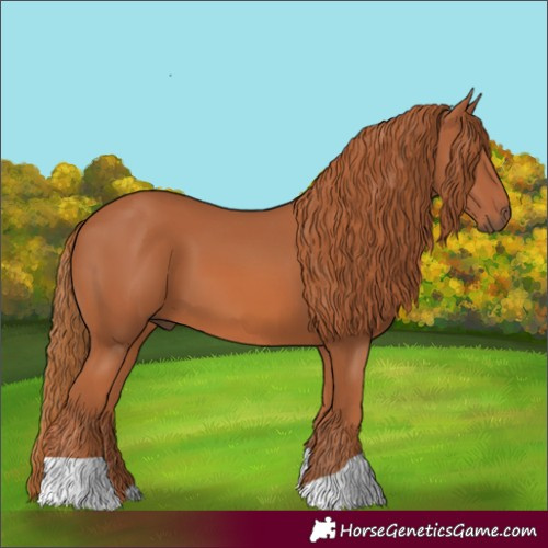 Horse Color:Chestnut 